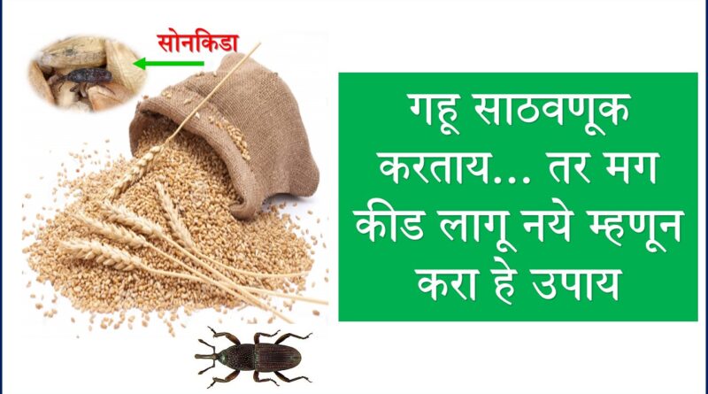 Wheat Grain Protection While Storage गहू साठवणूक करताय... तर मग कीड लागू नये म्हणून करा हे उपाय