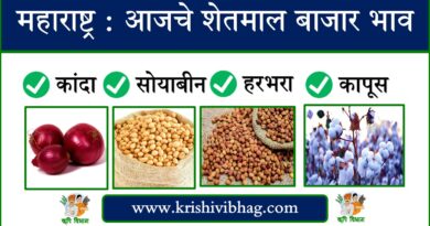 Bajarbhav Today शेतमाल बाजारभाव Krishivibhag