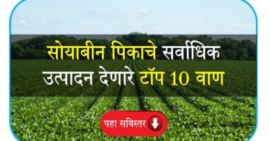 Soybean Top Varieties