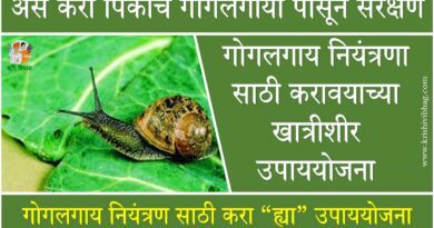 Snail Control Gogalgay Niyantran