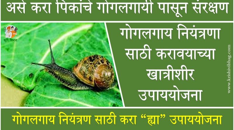 Snail Control Gogalgay Niyantran