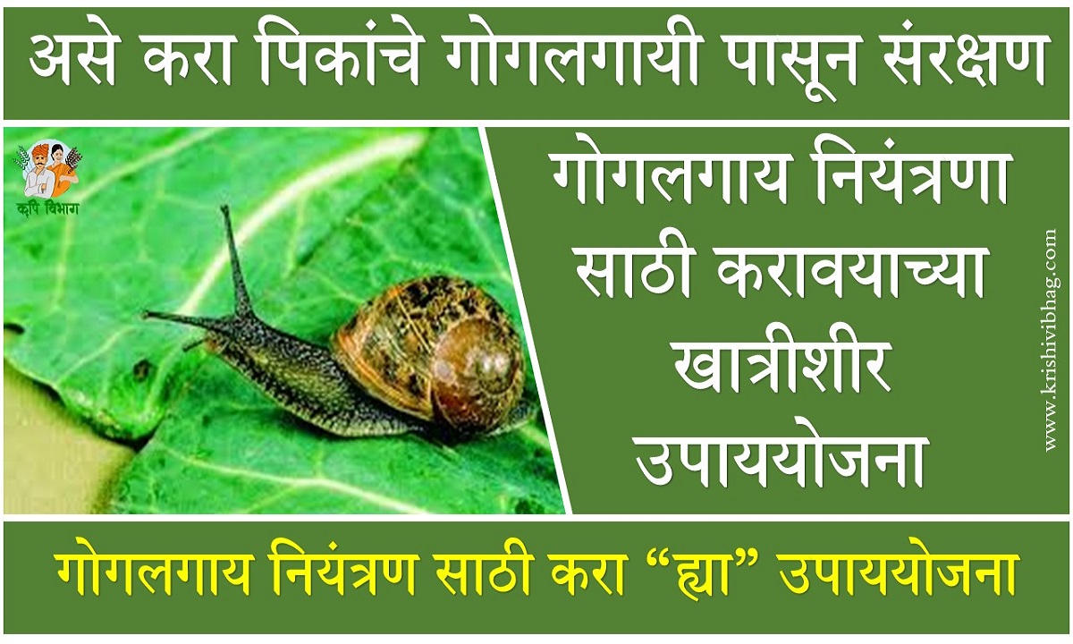 Snail Control gogalgay niyantran