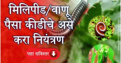 Millipedes Control मिलिपीड वाणू पैसा कीड नियंत्रण