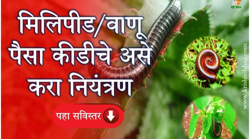 Millipedes Control मिलिपीड वाणू पैसा कीड नियंत्रण