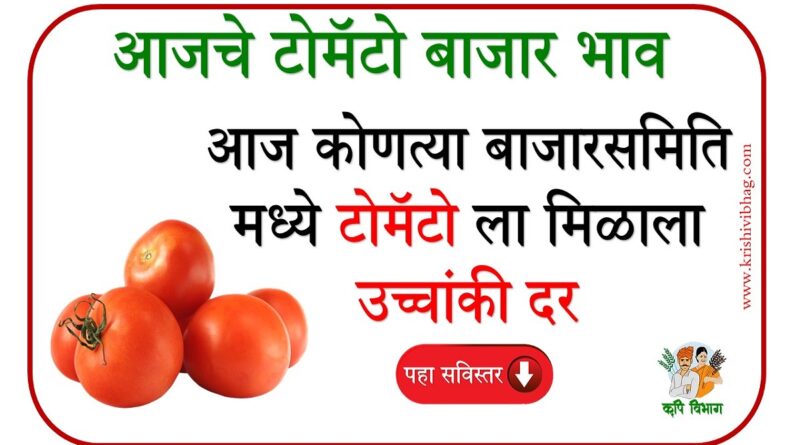 Tomato Bajarbhav