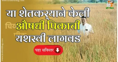 Chia Seeds Farming Nanded Maharashtra