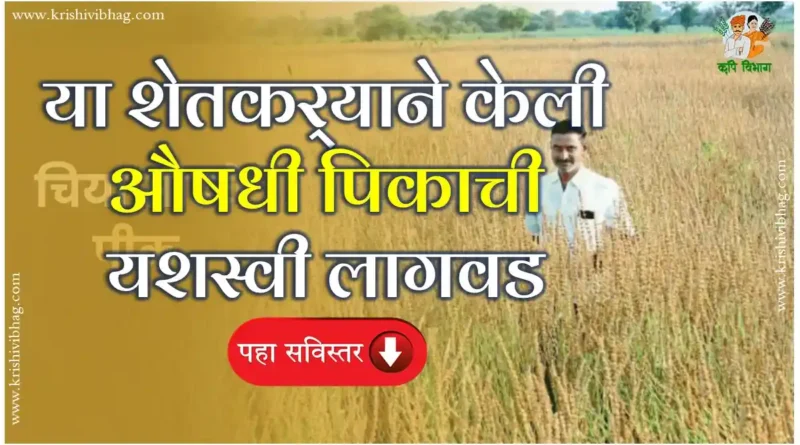 Chia Seeds Farming Nanded Maharashtra