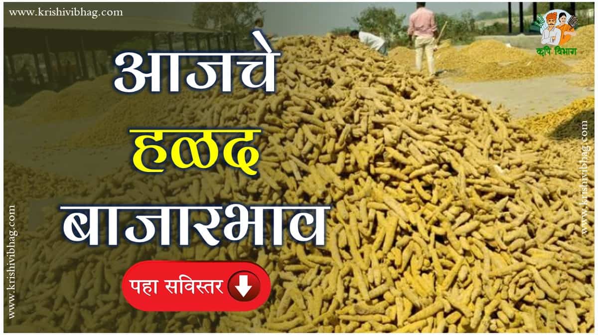 Halad Bajar Bhav Today Ncdex Turmeric