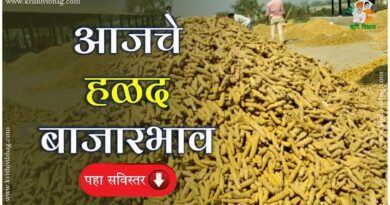 Turmeric Market Rate Today