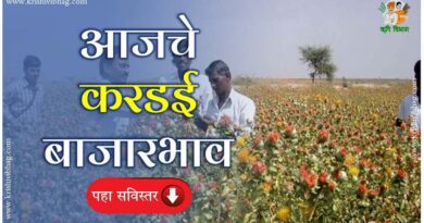 Safflower Bajar Bhav Kardai करडई बाजार भाव