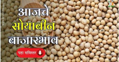 Soybean Bajar Bhav Today