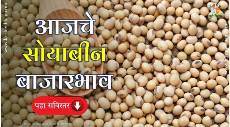 Soybean Bajar Bhav Today