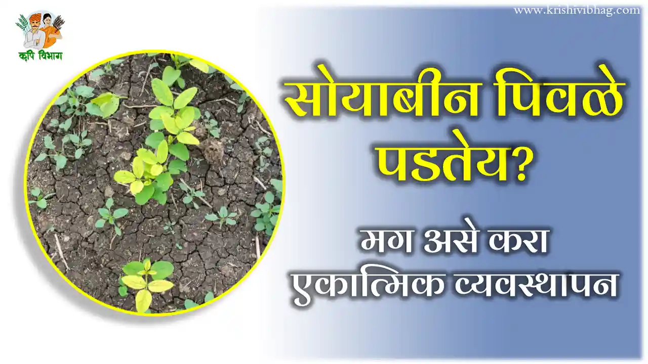 Soybean Chlorosis सोयाबीन पिवळे पडतेय