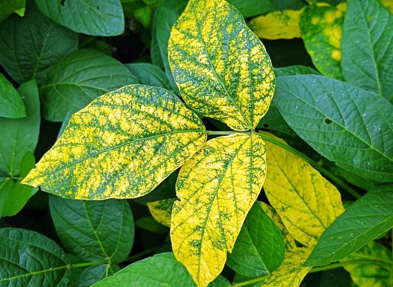 Soybean Yellow Mosaic Disease : सोयाबीनवरील विषाणूजन्य हिरवा आणि पिवळा ...