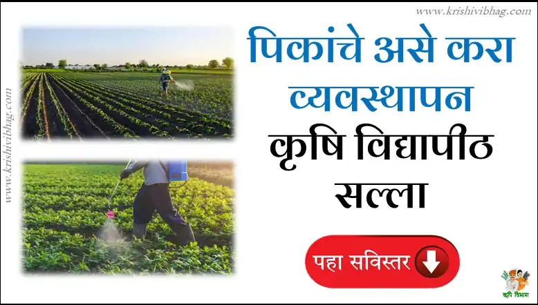 Crop Advisory vnmkv parbhani