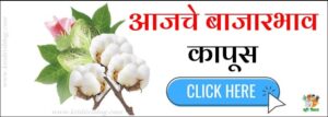 Cotton Bajar Bhav बाजार भाव