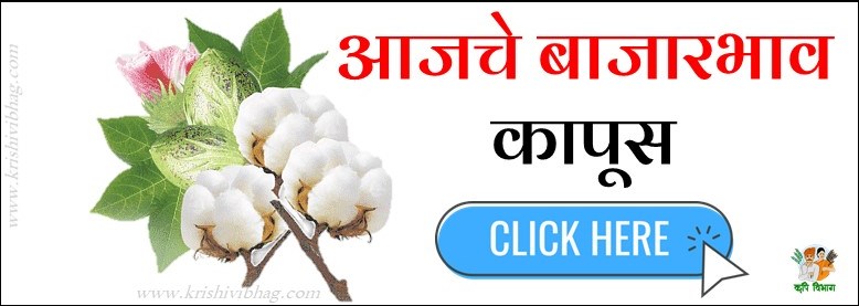 Cotton Bajar Bhav बाजार भाव