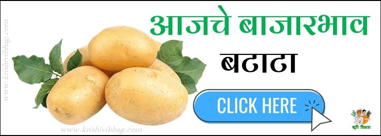 Potato Bajar Bhav बाजार भाव