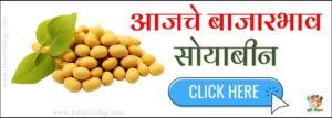 Soybean Bajar Bhav बाजार भाव