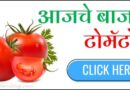 Tomato Bajar Bhav बाजार भाव