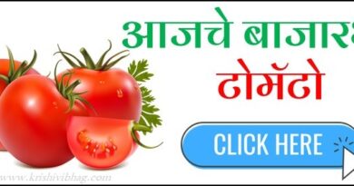 Tomato Bajar Bhav बाजार भाव