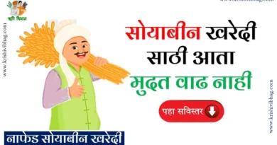 Nafed Soyabin Kharedi सोयाबीन खरेदी मुदतवाढ